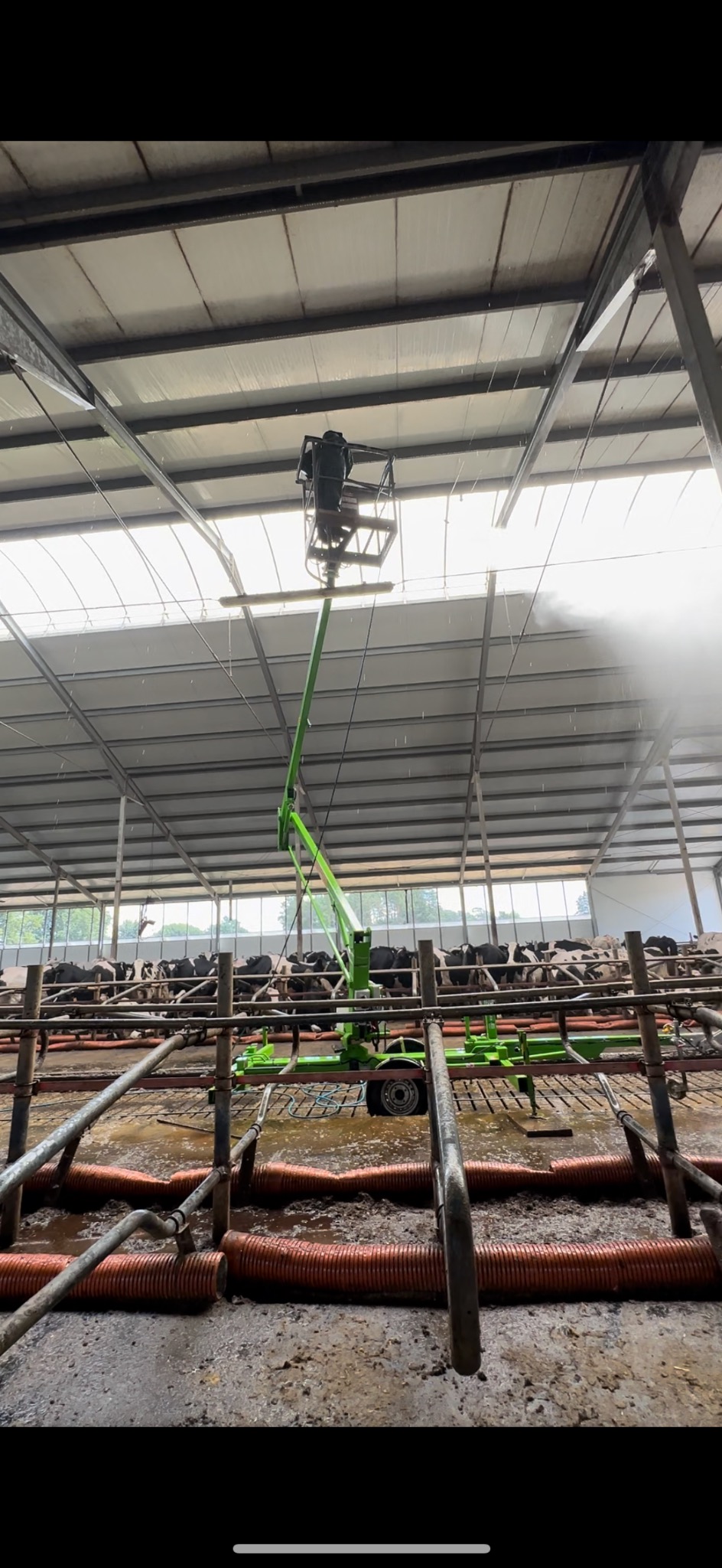 Pracownik w kombinezonie na podnośniku koszowym myje sufit w hali produkcyjnej z widocznymi krowami w tle.