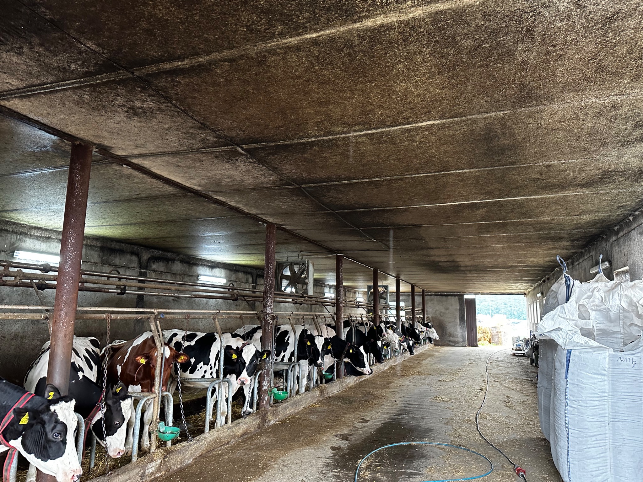 Wnętrze obory z krowami rasy holsztyńsko-fryzyjskiej stojącymi w rzędzie przy korycie, widoczne metalowe słupy, wentylatory pod sufitem i worki z paszą w tle.