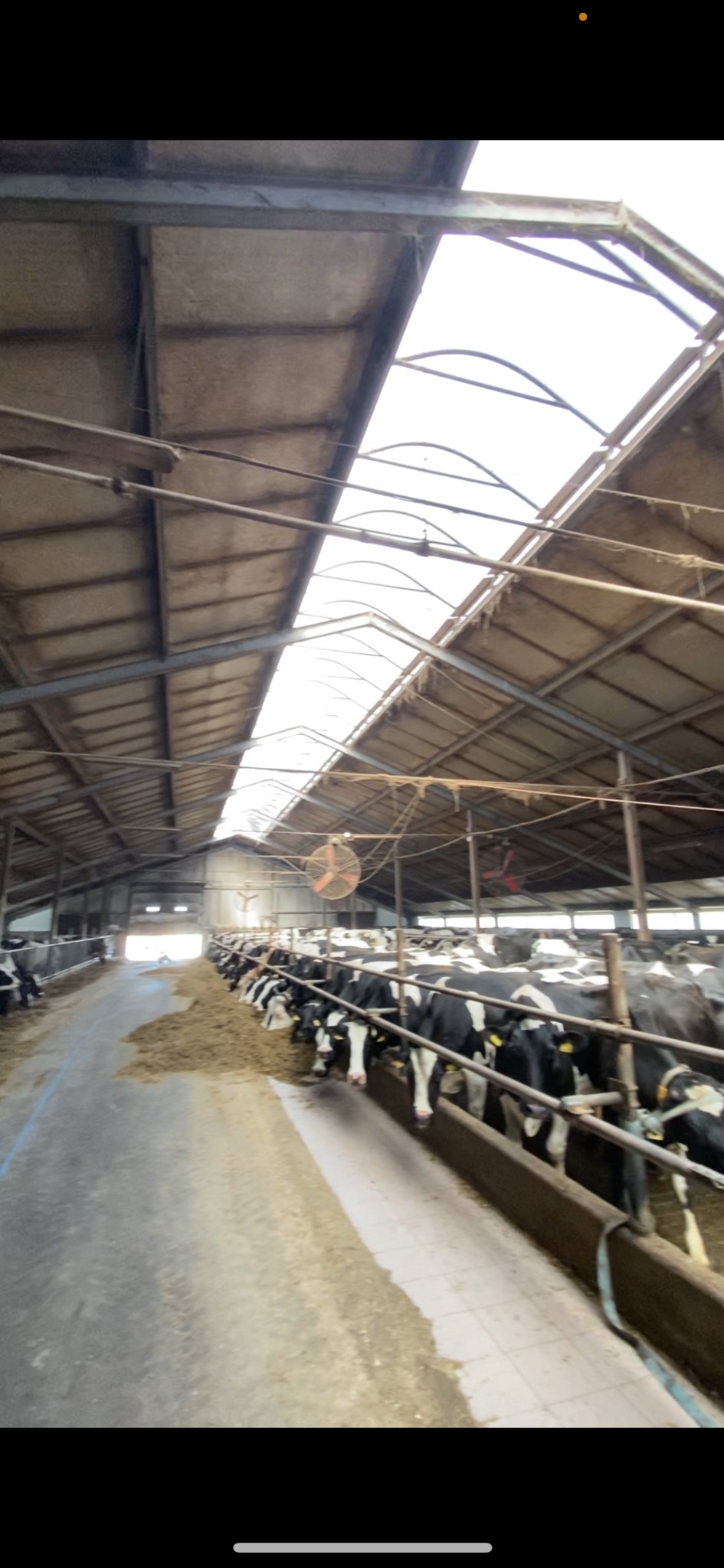 Wnętrze hali hodowlanej z rzędem krów jedzących paszę, widoczne metalowe konstrukcje dachu z oknami doświetlającymi i wentylator sufitowy.