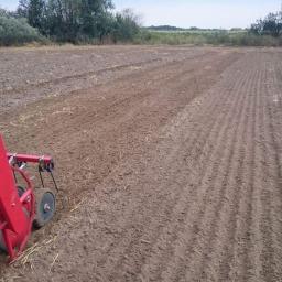 Warzywa Nowy Dwór Gdański 4