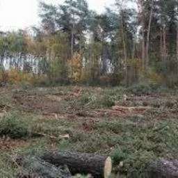Świeżo wycięty obszar leśny z porozrzucanymi gałęziami i pniakami, widoczne wysokie drzewa w tle, pochmurna pogoda.