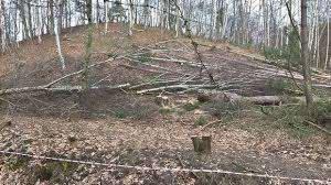 Ścięte drzewa i gałęzie rozrzucone na zalesionym zboczu, widoczne pnie i pozostawione gałęzie po wycince, w tle las mieszany.