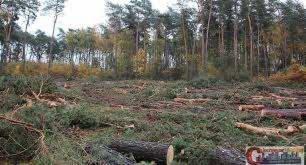 Świeżo wycięty obszar leśny z porozrzucanymi gałęziami i pniakami, widoczne wysokie drzewa w tle, pochmurna pogoda.