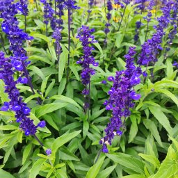 SPDE Serwis ogrodowy - Fioletowe kwiaty szałwii na tle zielonych liści, delikatnie oświetlone naturalnym światłem. Widoczne detale kwiatostanów i faktura liści.