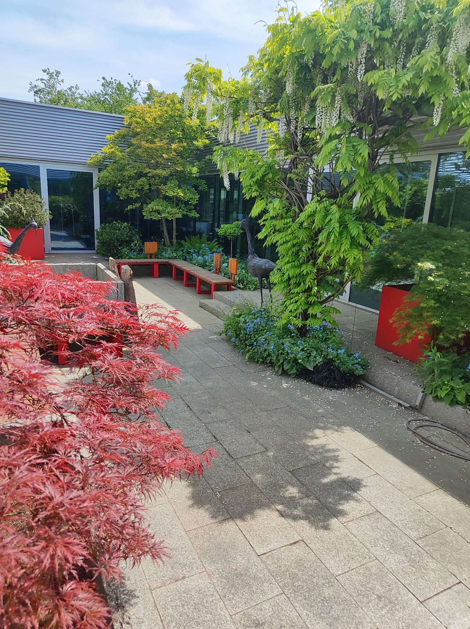 Kaskadowa wisteria i czerwony klon palmowy zdobią patio z szarej kostki. W tle nowoczesny budynek z dużymi oknami i zielenią. Dekoracyjna rzeźba ptaka.