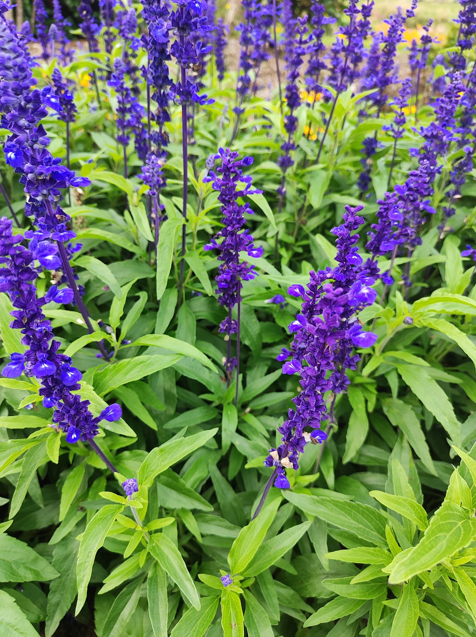 Fioletowe kwiaty szałwii na tle zielonych liści, delikatnie oświetlone naturalnym światłem. Widoczne detale kwiatostanów i faktura liści.