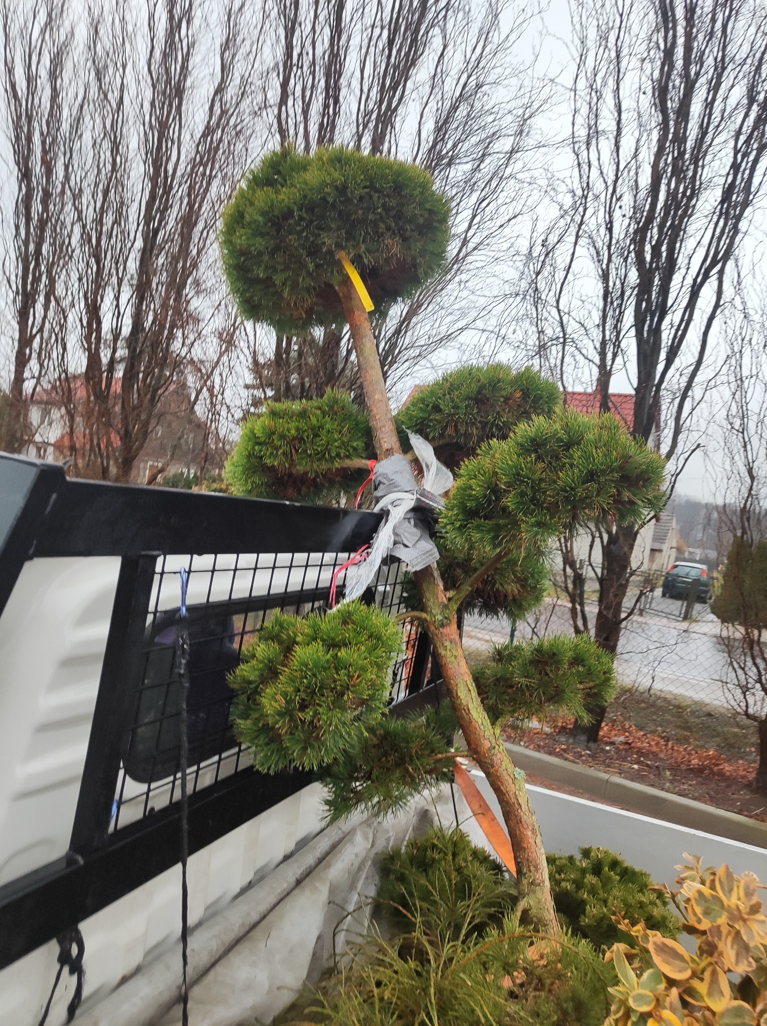 Formowane drzewko iglaste z kulistymi koronami, zabezpieczone taśmą i sznurkiem, przewożone na pace samochodu. W tle nagie drzewa i zabudowa mieszkalna.