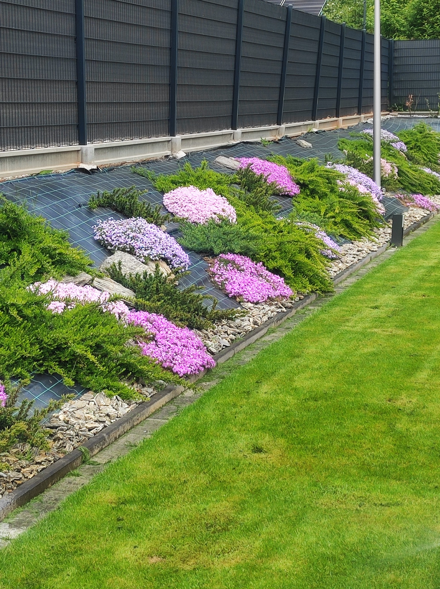 Skarpa w ogrodzie z kwitnącymi floksami szydlastymi, iglakami i kamieniami, zabezpieczona siatką szkółkarską, z widocznym trawnikiem i nowoczesnym ogrodzeniem.
