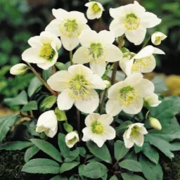 Kępa białych kwiatów ciemiernika z zielonymi środkami, otoczona ciemnozielonymi liśćmi na tle z mchu.