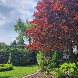 Słoneczny ogród z czerwonym klonem palmowym na pierwszym planie, zielony trawnik, różnorodne krzewy i drzewa, oraz brązowa ścieżka z obrzeżem z kostki, widoczne ogrodzenie i fragment domu.