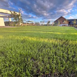 Trawa z rolki Żukowo 1