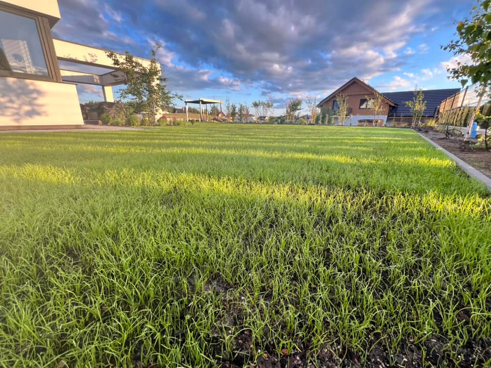 Świeżo zasiana trawa na tle nowoczesnego domu i błękitnego nieba z chmurami. Widoczne młode źdźbła trawy, pergola i fragmenty innych budynków.
