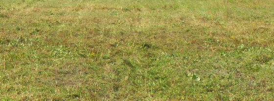 Nierównomiernie wybarwiona trawa z widocznymi suchymi źdźbłami i drobnymi chwastami na słonecznym trawniku.