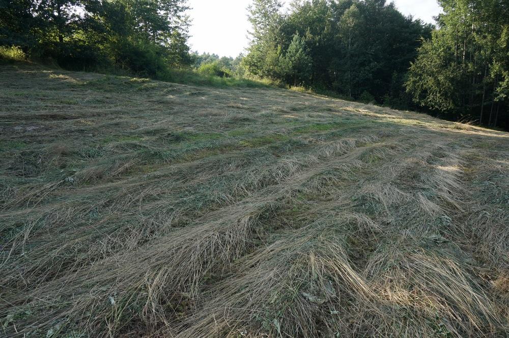 Świeżo skoszone pole trawy, z widocznymi rzędami skoszonej trawy, przygotowane do zebrania lub dalszej obróbki, z drzewami w tle.