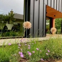 Kwitnące czosnki ozdobne i fioletowe goździki w nowoczesnym ogrodzie przed domem z czarną elewacją i drewnianym podbitką dachu.