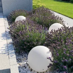 Kaskadowy ogród z lawendą i białymi kulami dekoracyjnymi na białych kamieniach, obramowany szarymi płytami chodnikowymi i niskim murem z szarego kamienia.