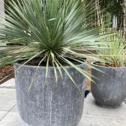 Dwie duże, szare donice z roślinami na zewnątrz. W większej donicy roślina o długich, sztywnych, zielono-żółtych liściach, przypominająca jukę. W tle widoczne brzozy.