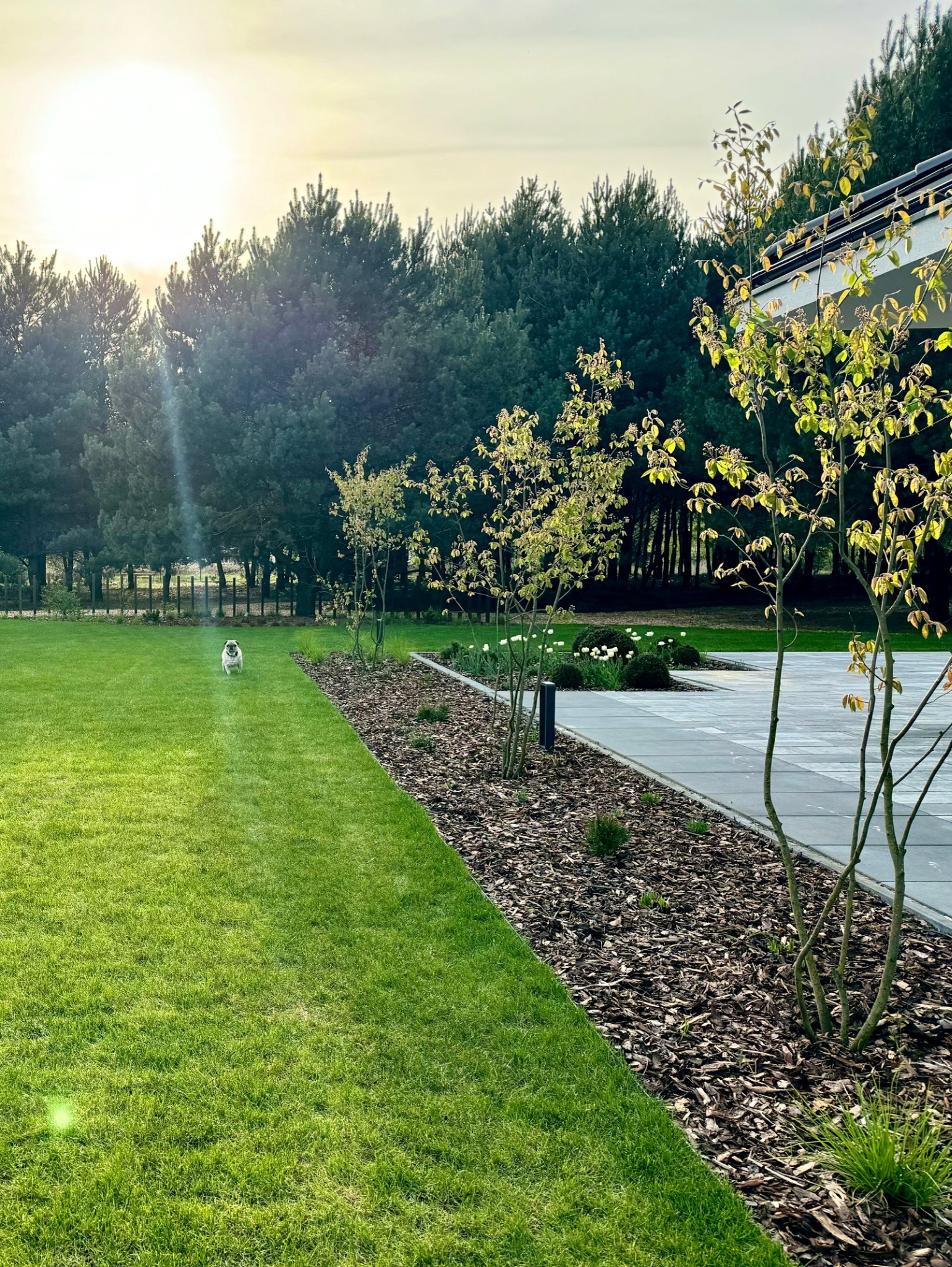 Nowoczesny ogród z równo przystrzyżonym trawnikiem, rabatami wysypanymi korą, młodymi drzewkami i psem rasy mops biegnącym po trawie w kierunku fotografa, w tle las iglasty oświetlony promieniami...