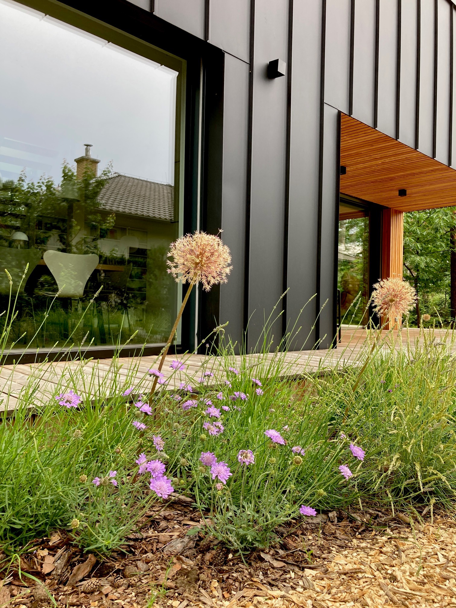 Kwitnące czosnki ozdobne i fioletowe goździki w nowoczesnym ogrodzie przed domem z czarną elewacją i drewnianym podbitką dachu.