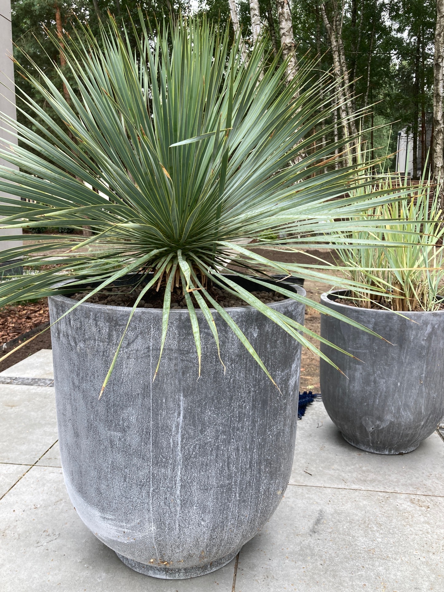 Dwie duże, szare donice z roślinami na zewnątrz. W większej donicy roślina o długich, sztywnych, zielono-żółtych liściach, przypominająca jukę. W tle widoczne brzozy.