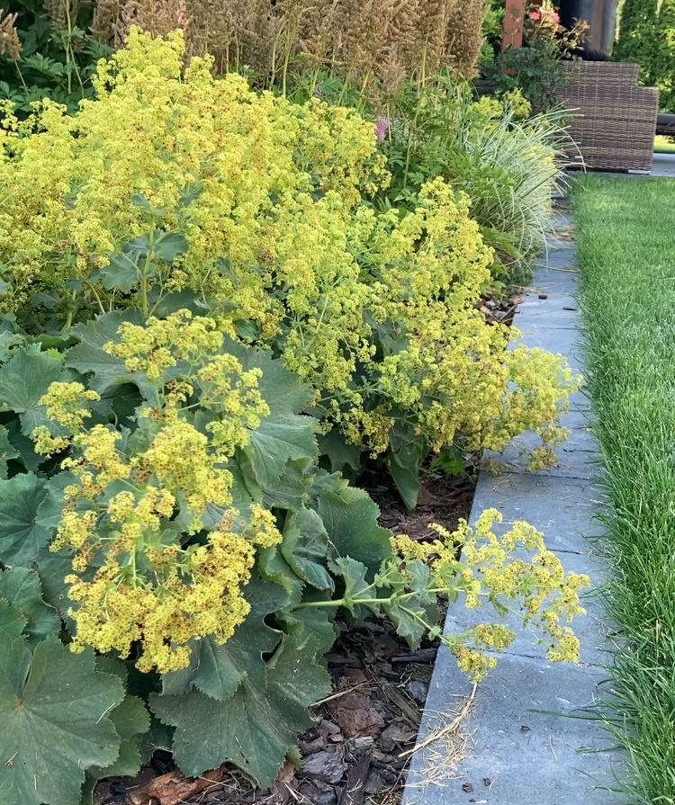 Kępa kwitnącego bodziszka o limonkowych kwiatach, rosnąca wzdłuż kamiennej ścieżki w zadbanym ogrodzie, z widoczną korą i fragmentem trawnika w tle.