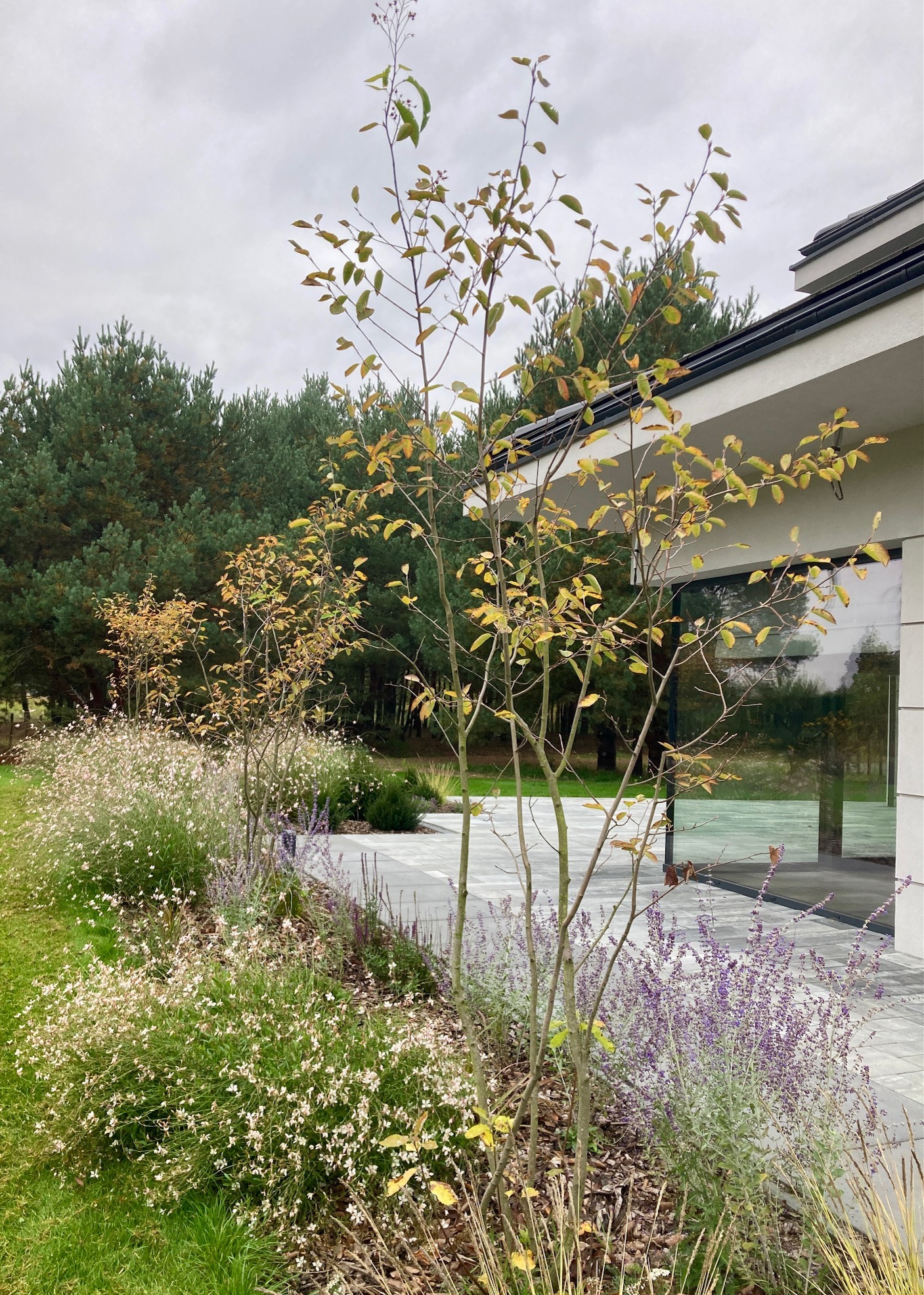 Nowoczesny ogród pod lasem