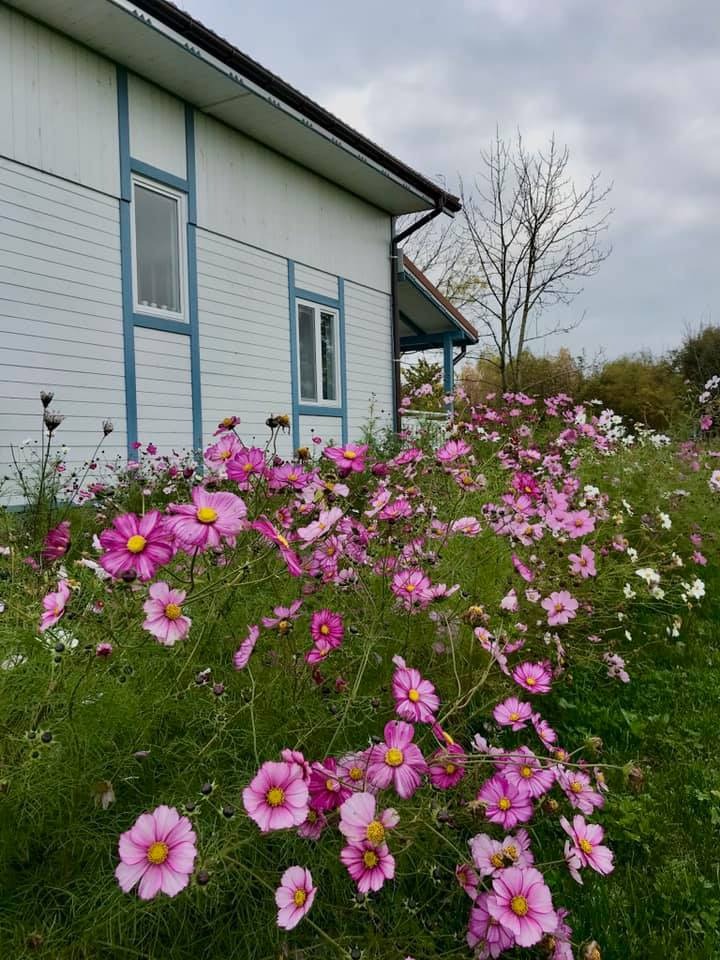 Kwitnące kosmosy różowe i białe przed białym domem z niebieskimi akcentami, widok z poziomu gruntu, pochmurne niebo w tle.