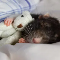 Śpiący, ciemnoszary szczur przytulony do pluszowego, białego misia na białej pościeli z niebieskimi paskami.