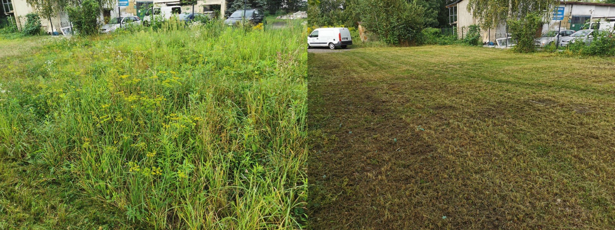 Porównanie: zarośnięty teren z wysoką trawą i chwastami sąsiaduje z równo skoszonym trawnikiem, w tle zaparkowany biały van.