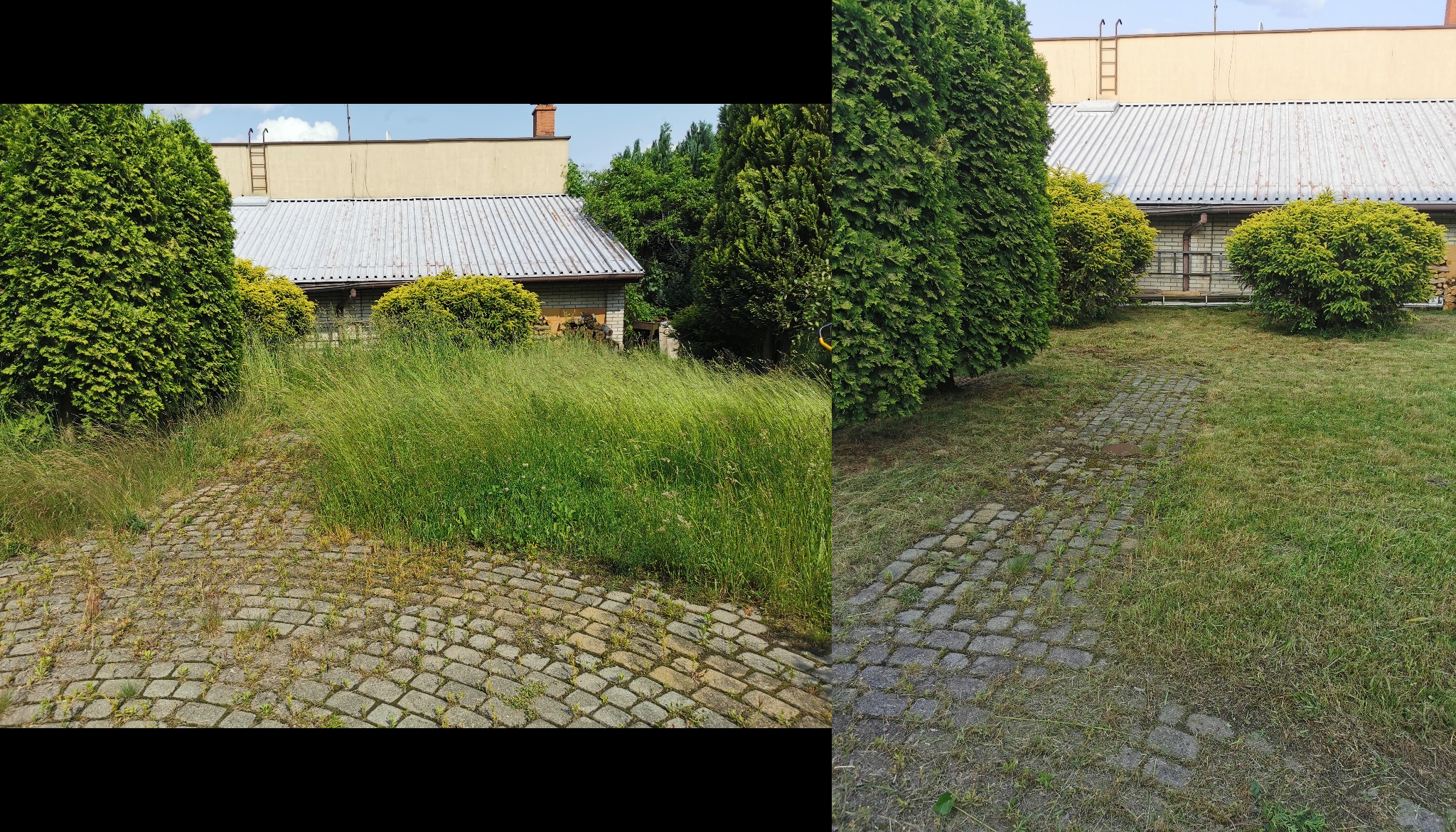Porównanie: zaniedbany trawnik z wysoką trawą przed koszeniem i krótko przystrzyżona trawa po koszeniu, kostka brukowa, tuje i budynek w tle.