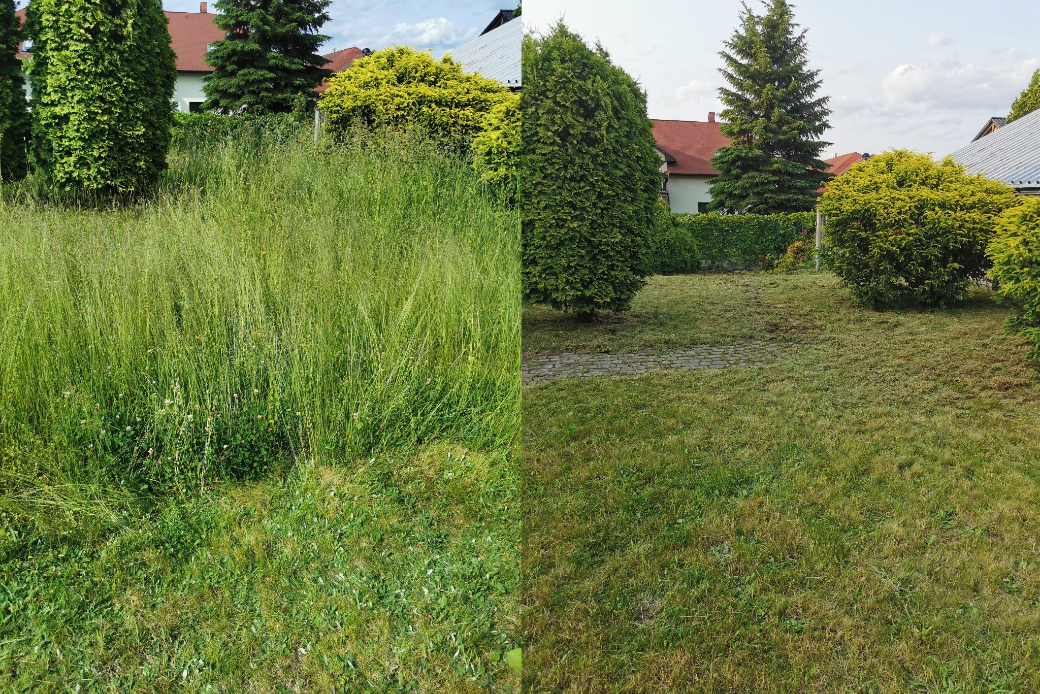 Porównanie trawnika przed i po koszeniu. Po lewej wysoka trawa, po prawej krótko przystrzyżona. Widoczne drzewa i krzewy w tle. Efekt 'przed i po' na podzielonym zdjęciu.