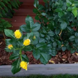 Kwitnące żółte róże w drewnianej skrzyni, otoczone korą, z zielonymi krzewami w tle, przy drewnianym ogrodzeniu.