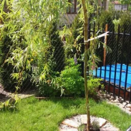 nasadzenia: wierzba z lawendą w rozecie