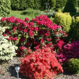 Kwitnące różaneczniki w odcieniach czerwieni, różu i bieli, otoczone zielonymi krzewami i drzewami iglastymi, z widoczną lampą solarną w tle