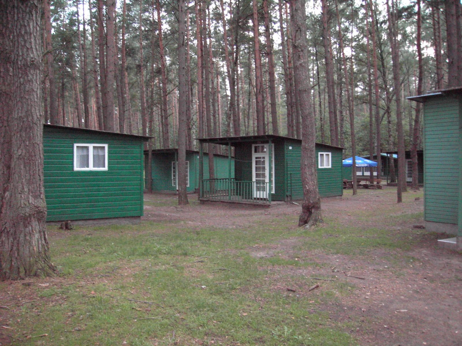 Zielone domki letniskowe z białymi oknami i drzwiami, otoczone wysokimi sosnami, na terenie ośrodka wypoczynkowego z niebieskim parasolem w tle.