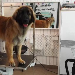 Malowany Pies - Groomer Strzyżenie Psów Warszawa 4