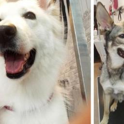 Malowany Pies - Groomer Strzyżenie Psów Warszawa 2