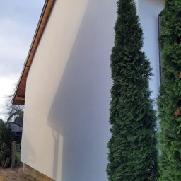 ArchiBud - Boczny widok otynkowanej, jasnej elewacji domu jednorodzinnego z brązowymi elementami wykończeniowymi, obok rosną wysokie tuje.