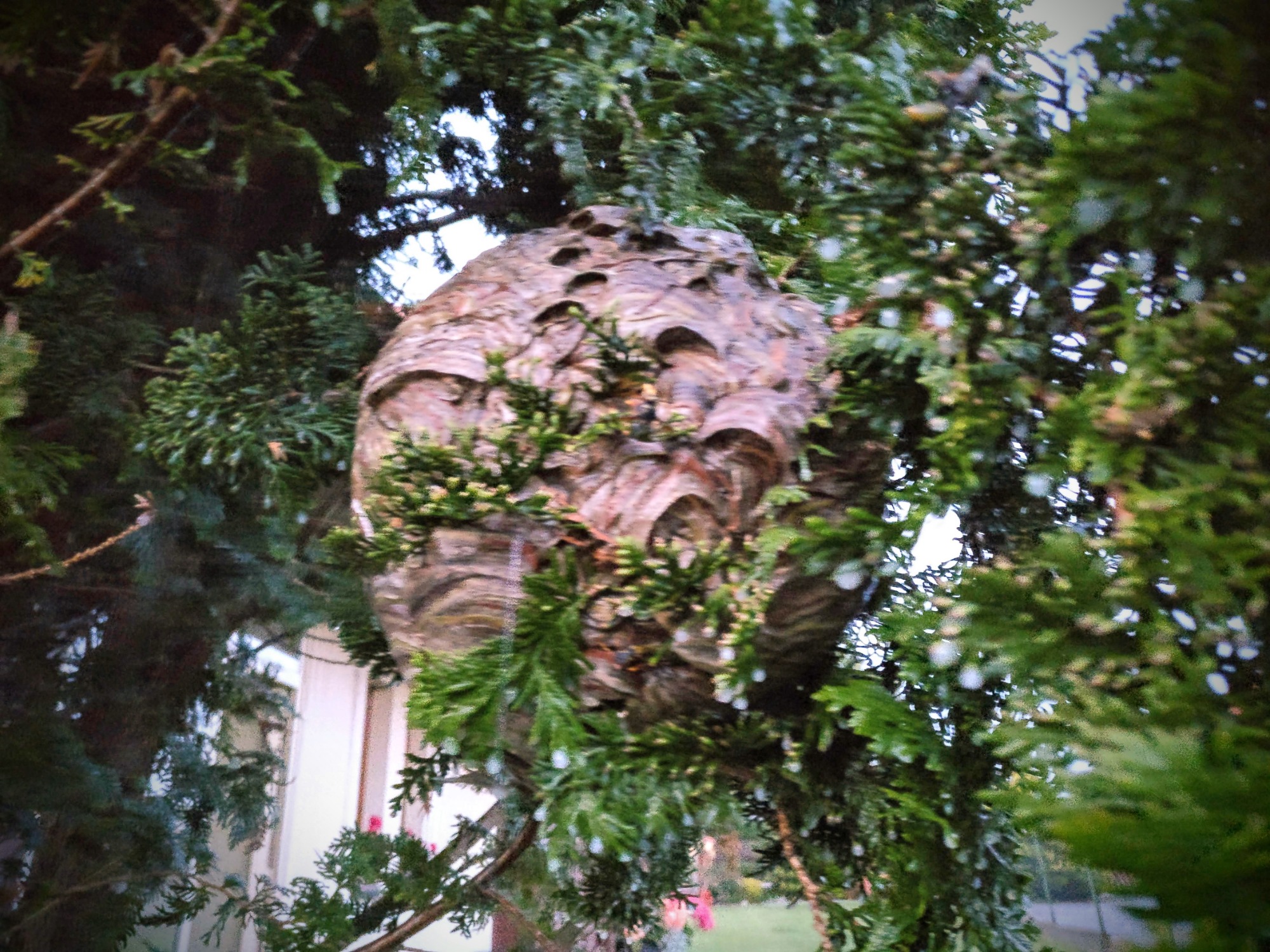 Zwalczanie od usuwanie gniazd szerszeni Łomża Ostrołęka