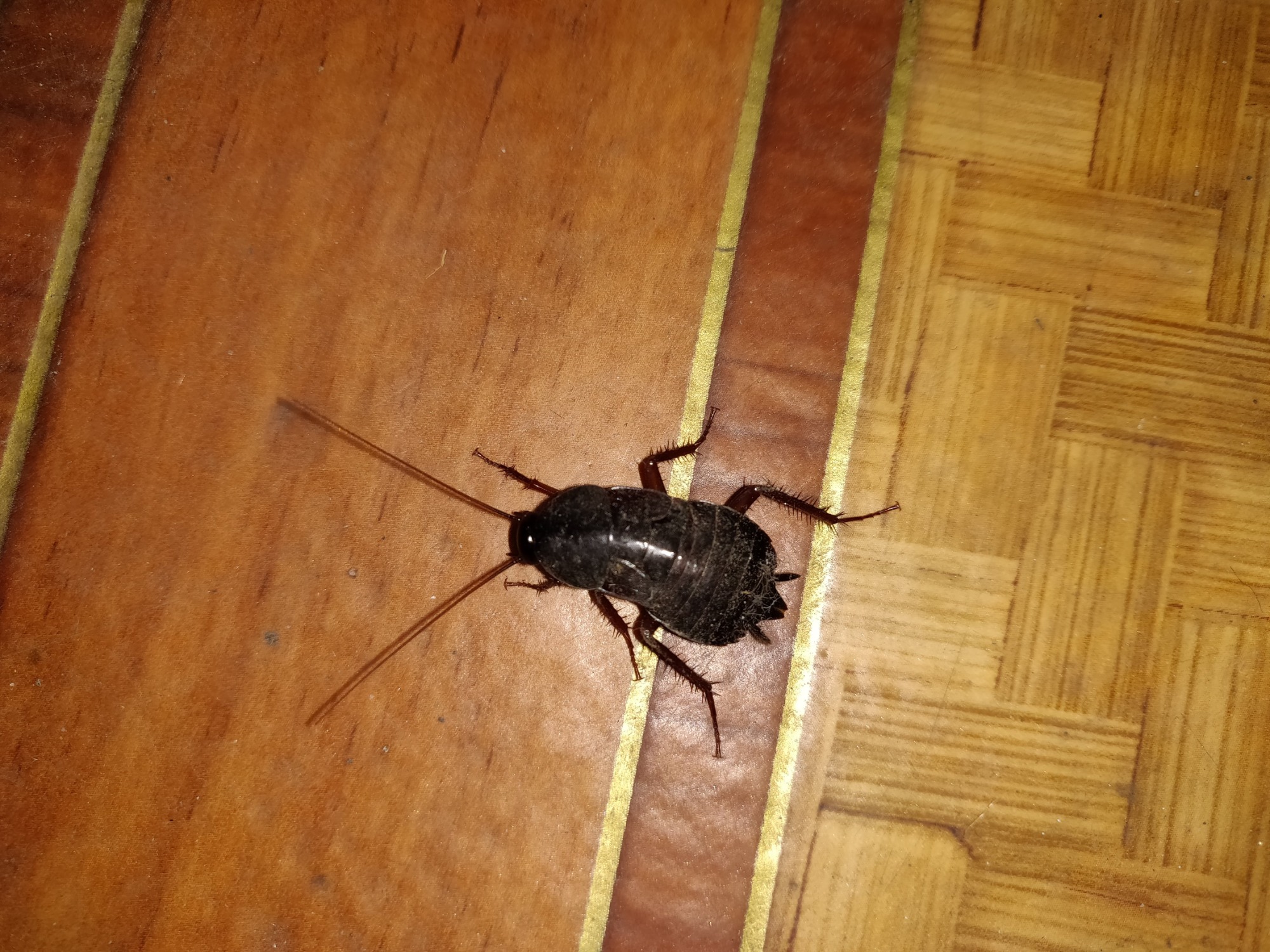 Zwalczanie karaluchów Łomża Ostrołęka