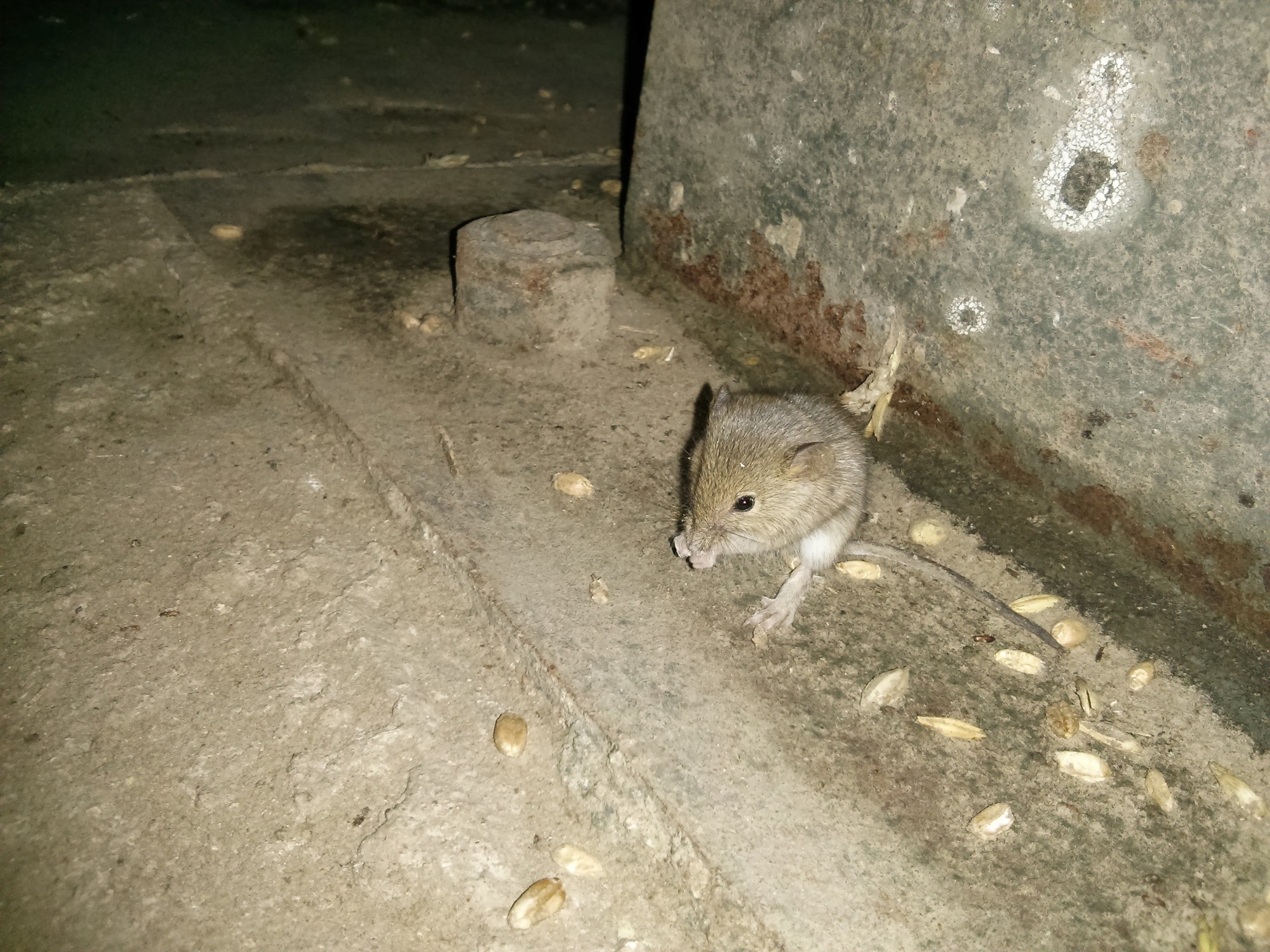 Zwalczanie gryzoni Łomża Kolno