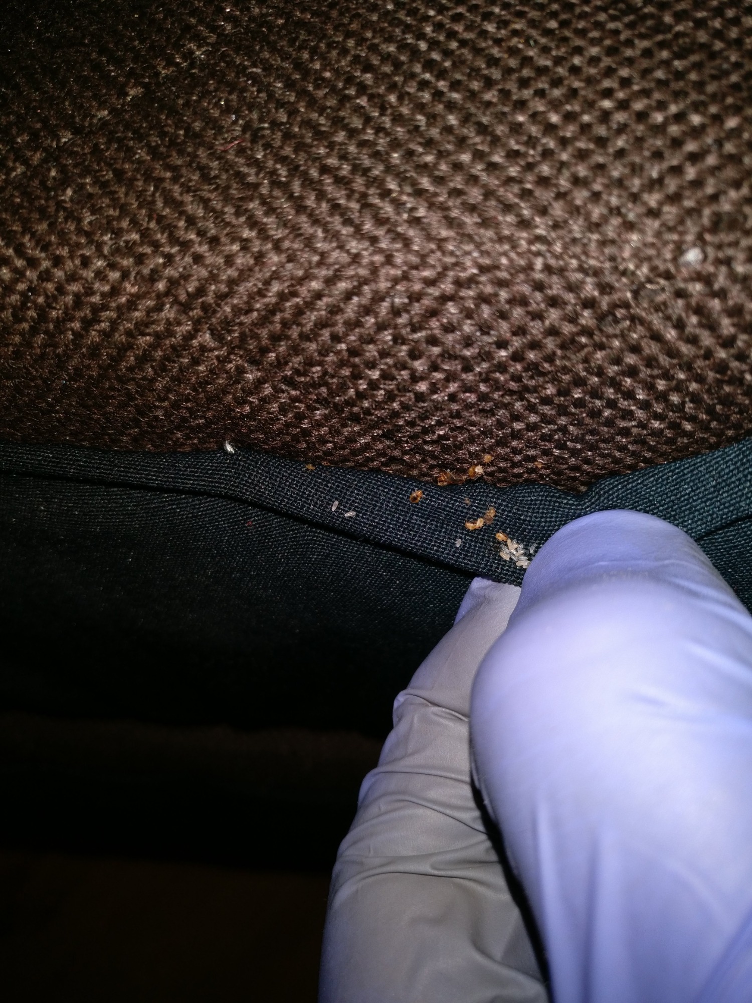 Usuwanie pluskwy Ostrołęka Łomża Zambrów