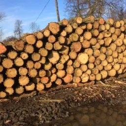 Stos pociętego drewna kominkowego z czerwonymi oznaczeniami na niektórych kawałkach, ułożony na błotnistym podłożu z kałużą, w tle drzewa i fragment zabudowania.