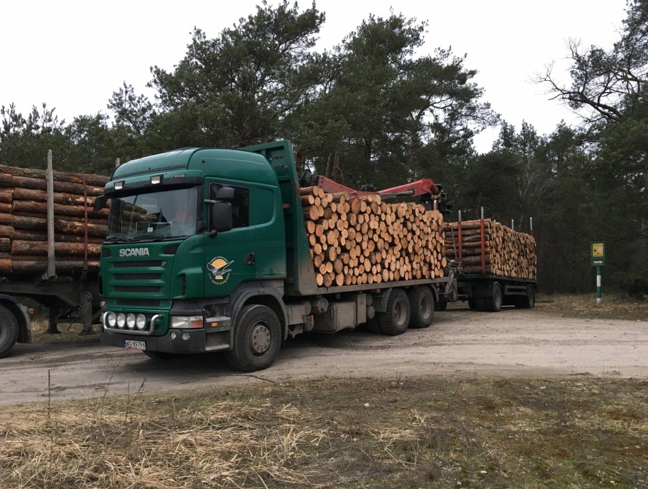 Zielona ciężarówka Scania z przyczepą, załadowana pociętymi kłodami drewna, stoi na leśnej drodze gruntowej.