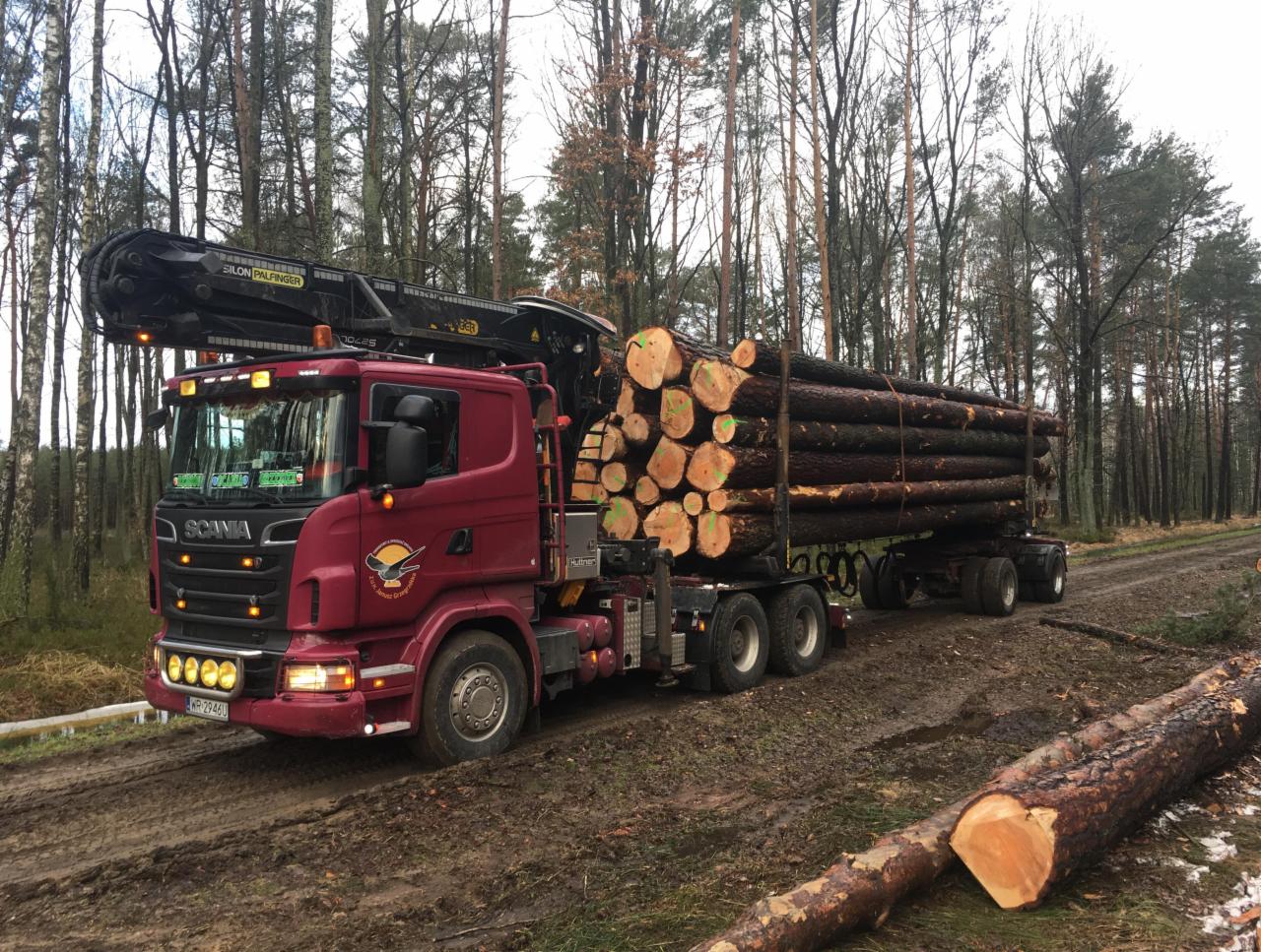 Czerwona ciężarówka Scania z hydraulicznym dźwigiem załadowana stosami pni drzew z zielonymi oznaczeniami na tle leśnym.