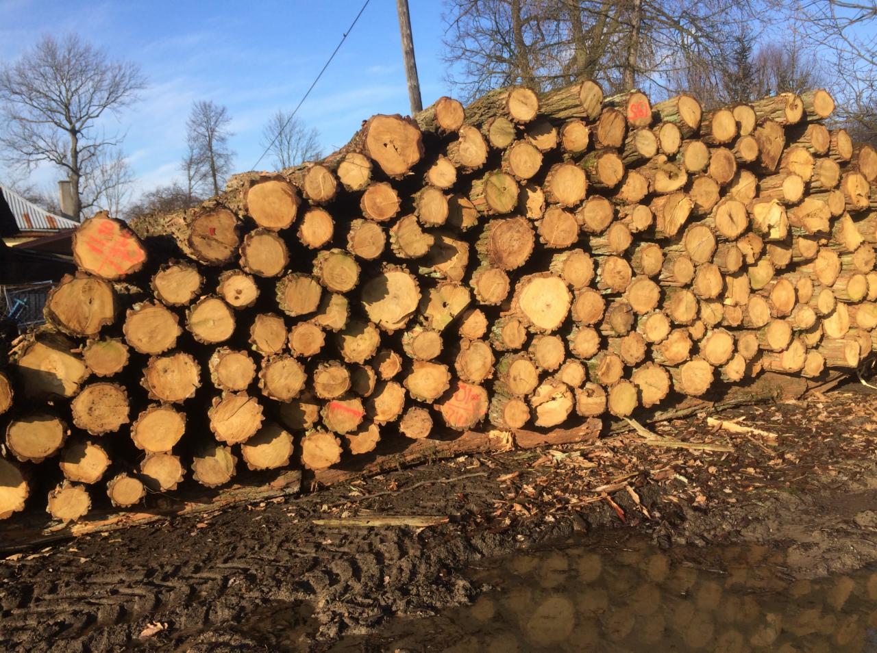Stos pociętego drewna kominkowego z czerwonymi oznaczeniami na niektórych kawałkach, ułożony na błotnistym podłożu z kałużą, w tle drzewa i fragment zabudowania.