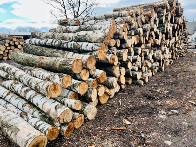 Stos pociętych, okorowanych bali drewna brzozowego ułożonych na ziemi, widoczne sęki i nierówności kory.