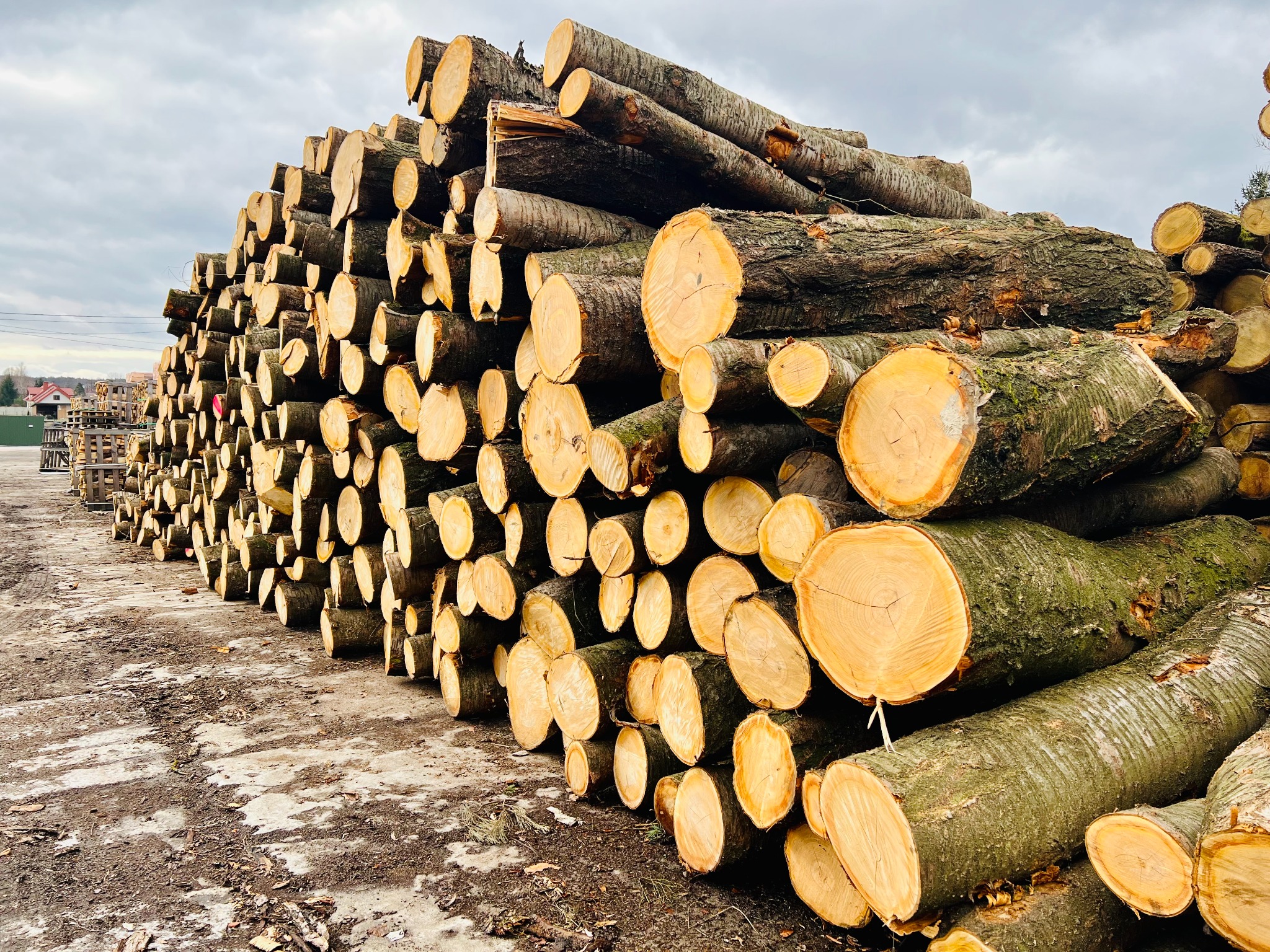 Stos pociętych, okorowanych pni drzew ułożonych na placu składowym, widoczne słoje drewna i fragmenty kory.