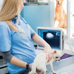 Lekarz w niebieskim uniformie wykonuje badanie USG na małym, białym psie rasy chihuahua; w tle za oknem widać dużego psa rasy golden retriever.