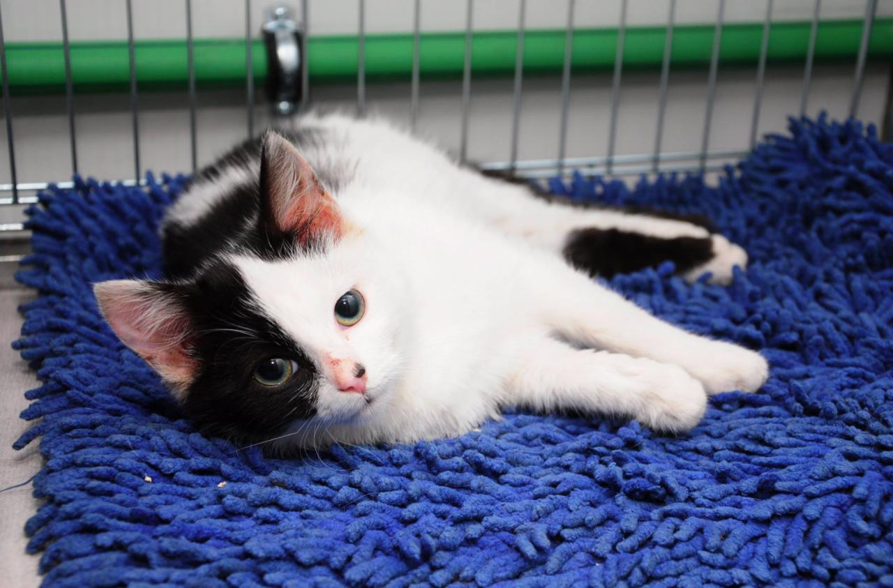 Czarno-białe kocię leży na niebieskiej, puszystej macie w klatce z metalowymi prętami.